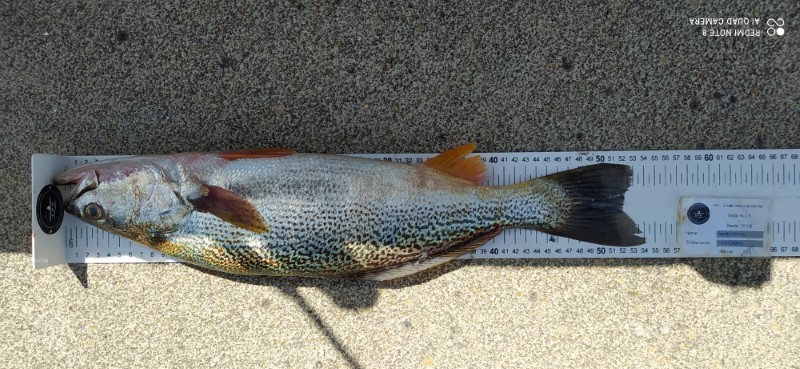 Fish Measure Picture