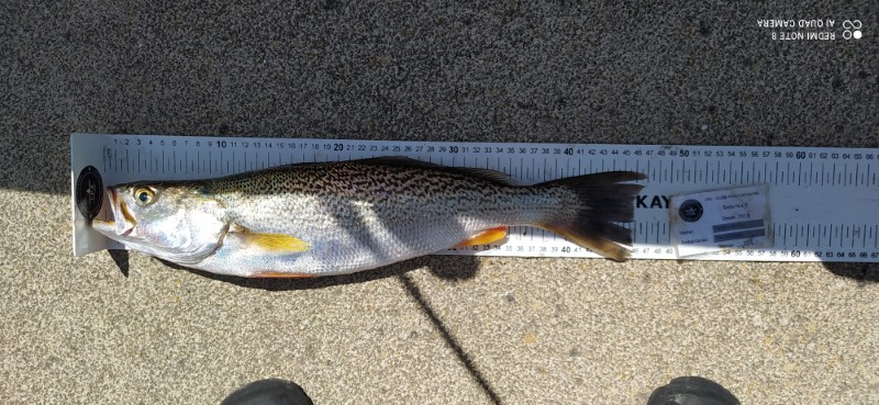 Fish Measure Picture