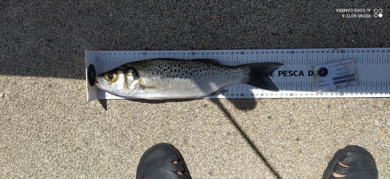 Fish Measure Picture