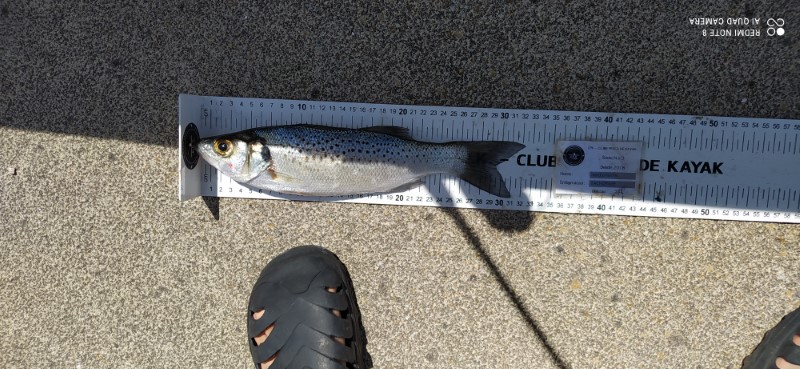 Fish Measure Picture