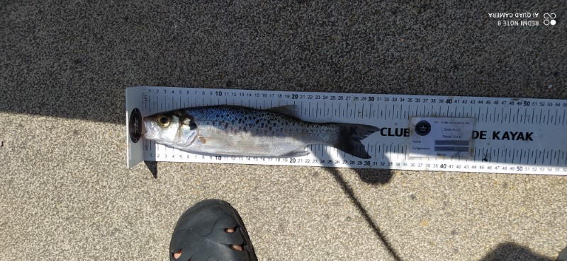 Fish Measure Picture