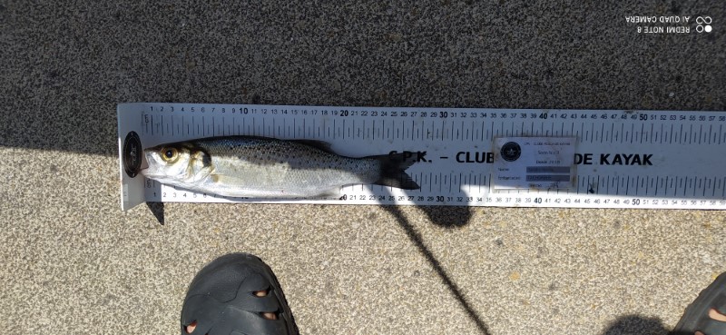 Fish Measure Picture