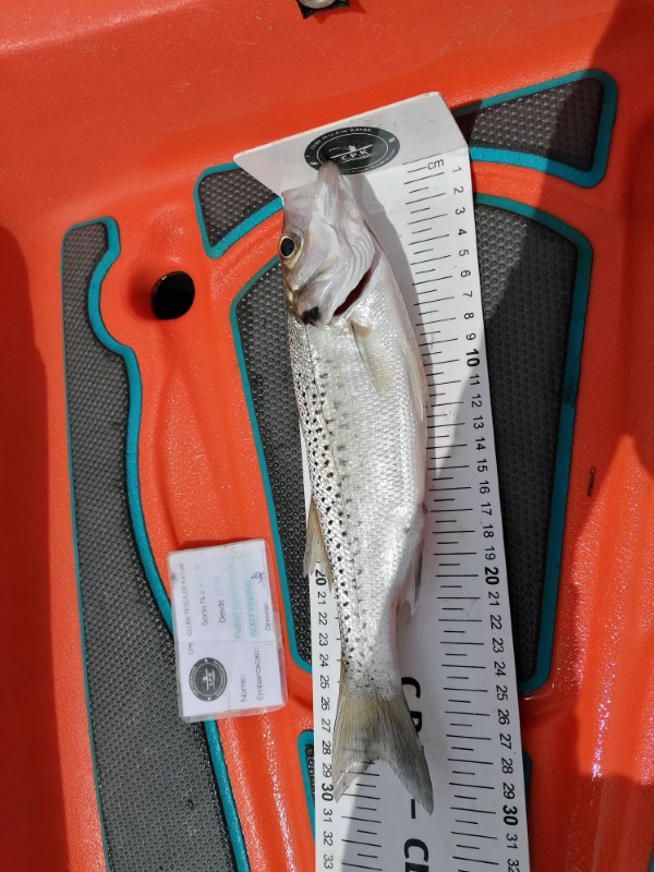Fish Measure Picture