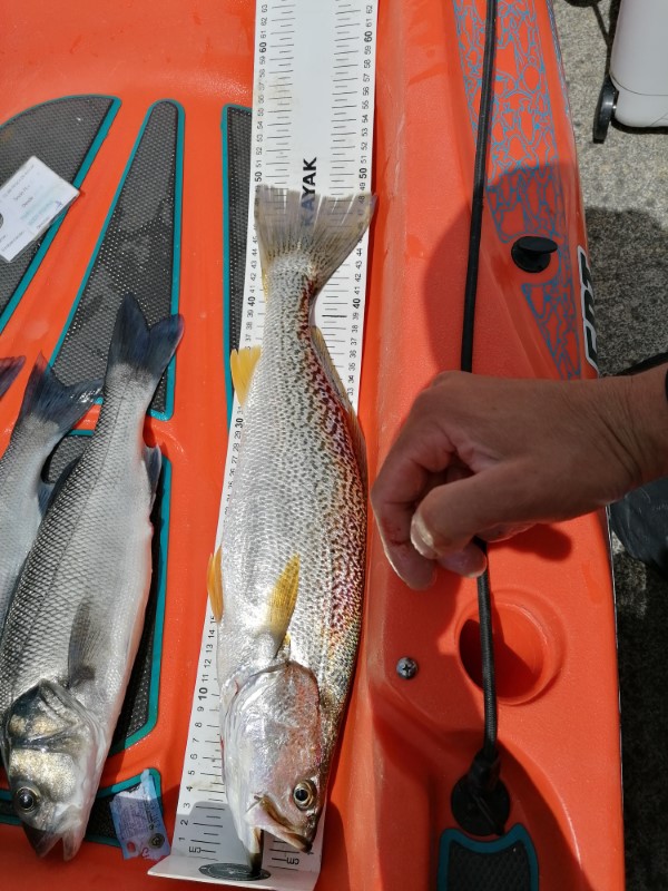 Fish Measure Picture