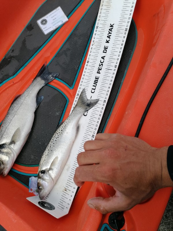 Fish Measure Picture
