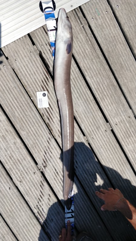 Fish Measure Picture