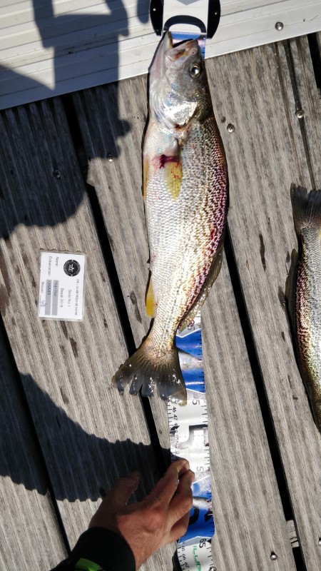 Fish Measure Picture