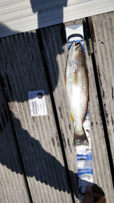Fish Measure Picture