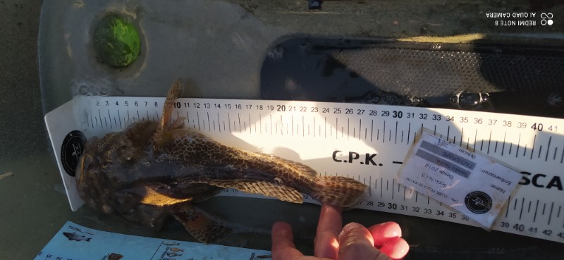 Fish Measure Picture