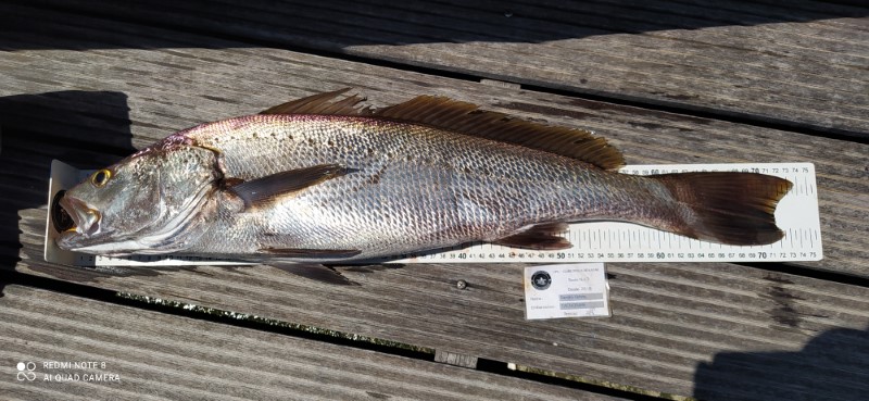 Fish Measure Picture