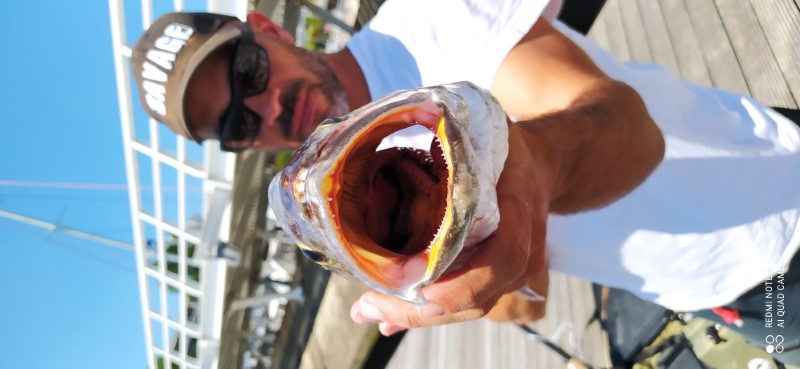 Fish Profile Picture