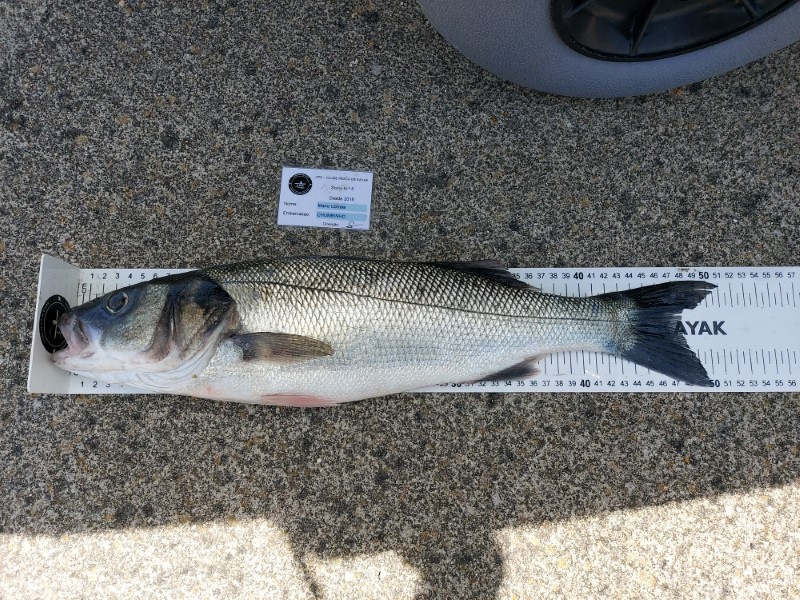 Fish Measure Picture