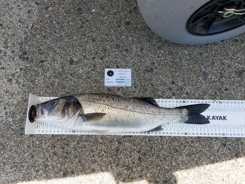 Fish Measure Picture