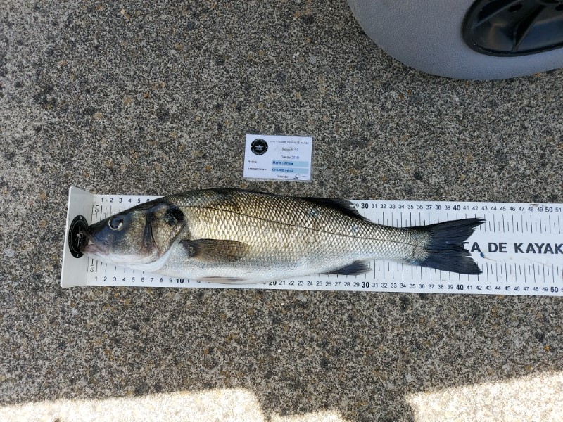 Fish Measure Picture