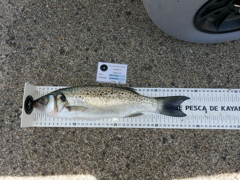 Fish Measure Picture