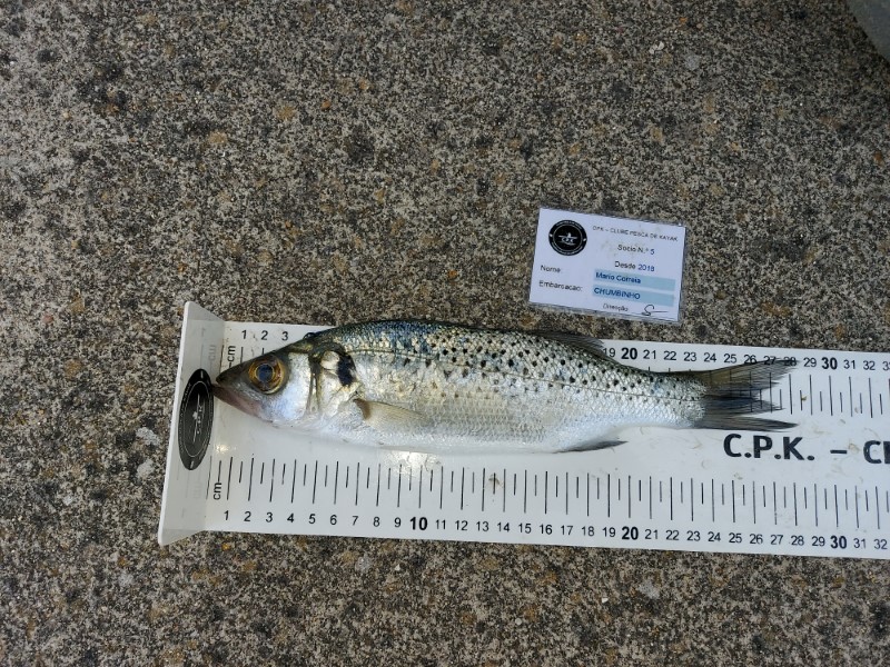 Fish Measure Picture