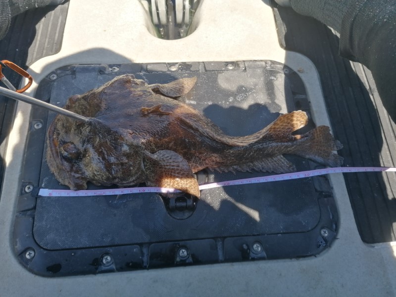 Fish Measure Picture