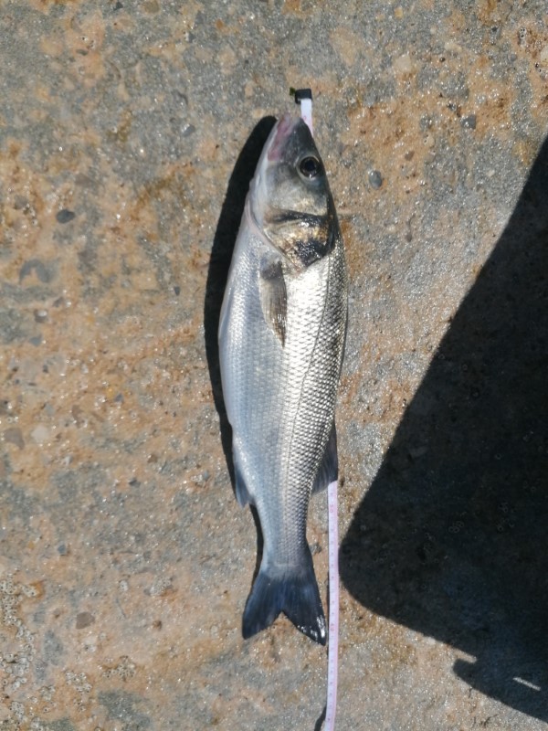 Fish Measure Picture