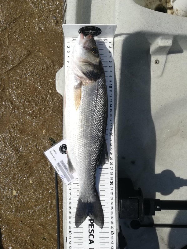 Fish Measure Picture