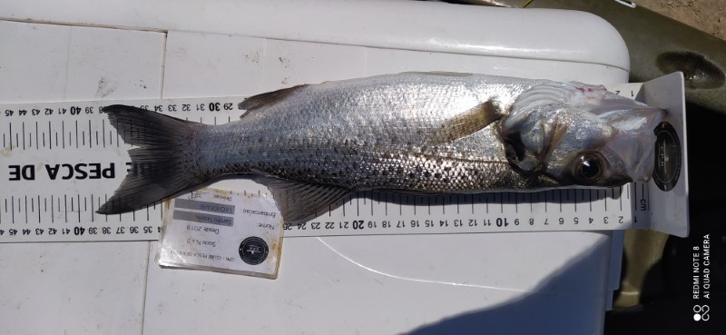 Fish Measure Picture