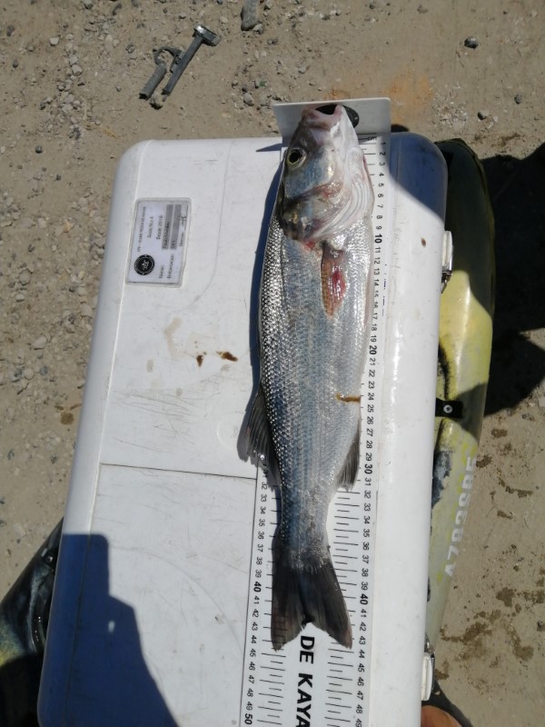 Fish Measure Picture