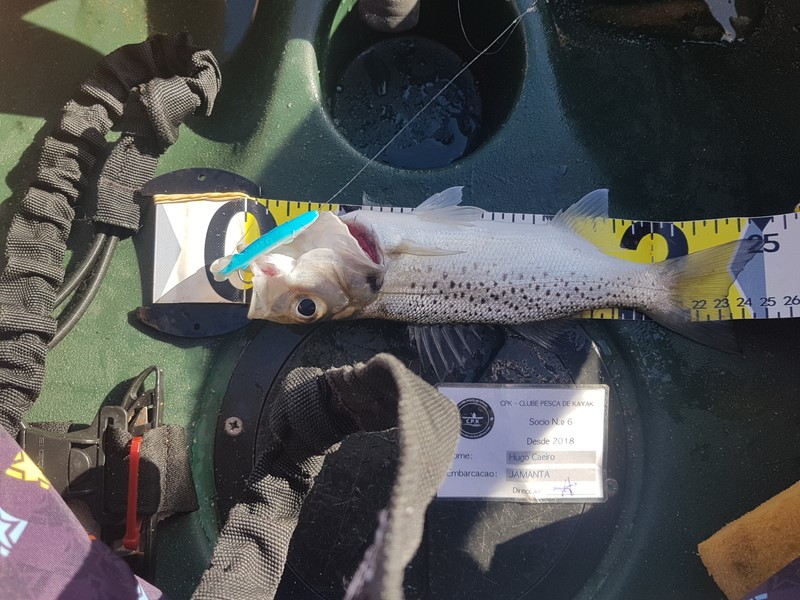 Fish Measure Picture