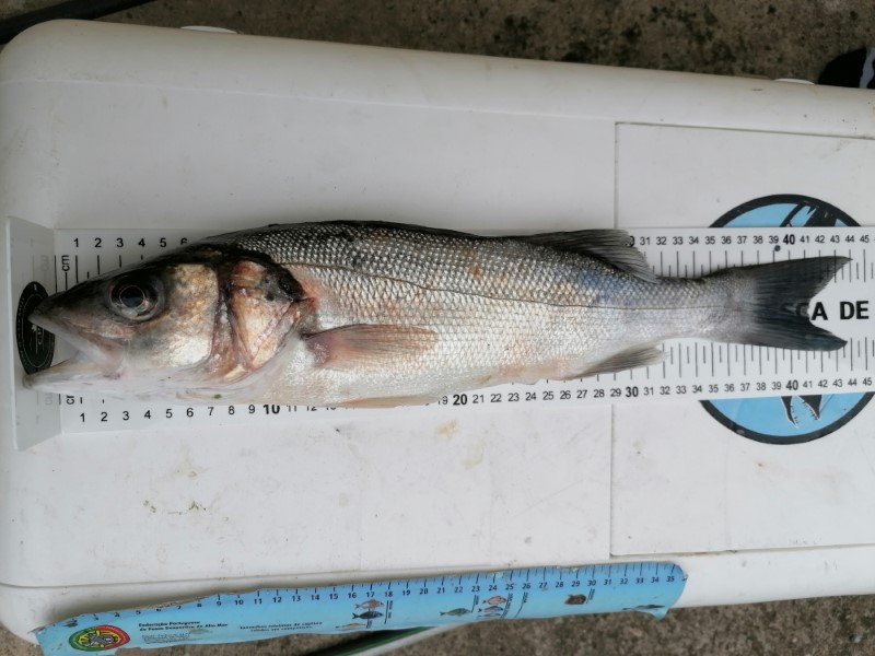 Fish Measure Picture