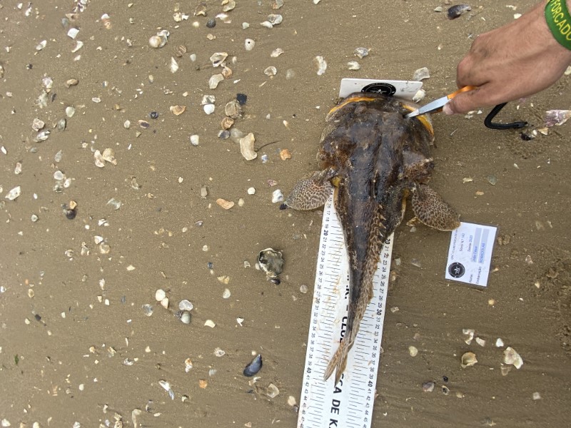 Fish Measure Picture
