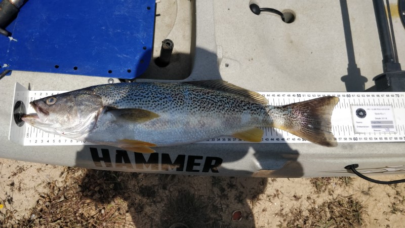Fish Measure Picture