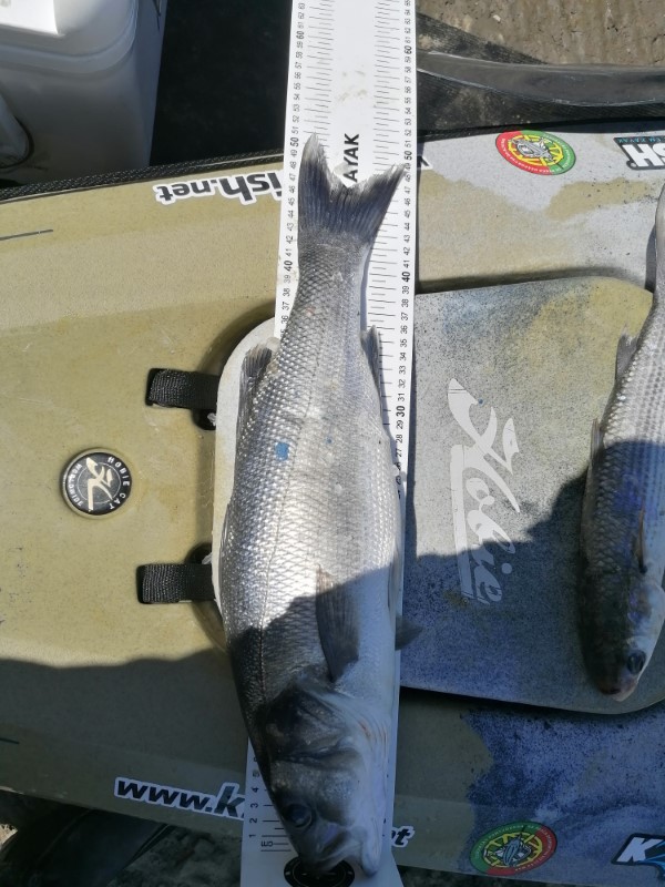 Fish Measure Picture