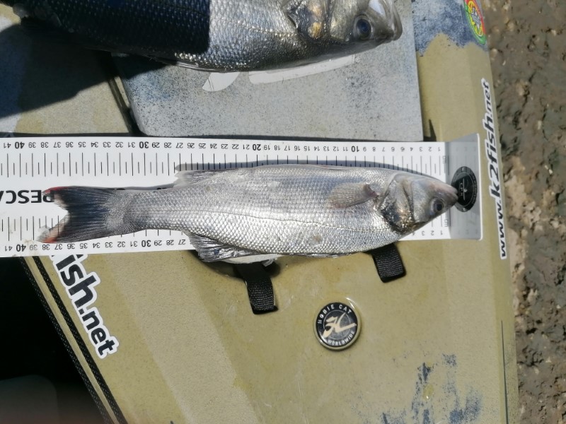 Fish Measure Picture