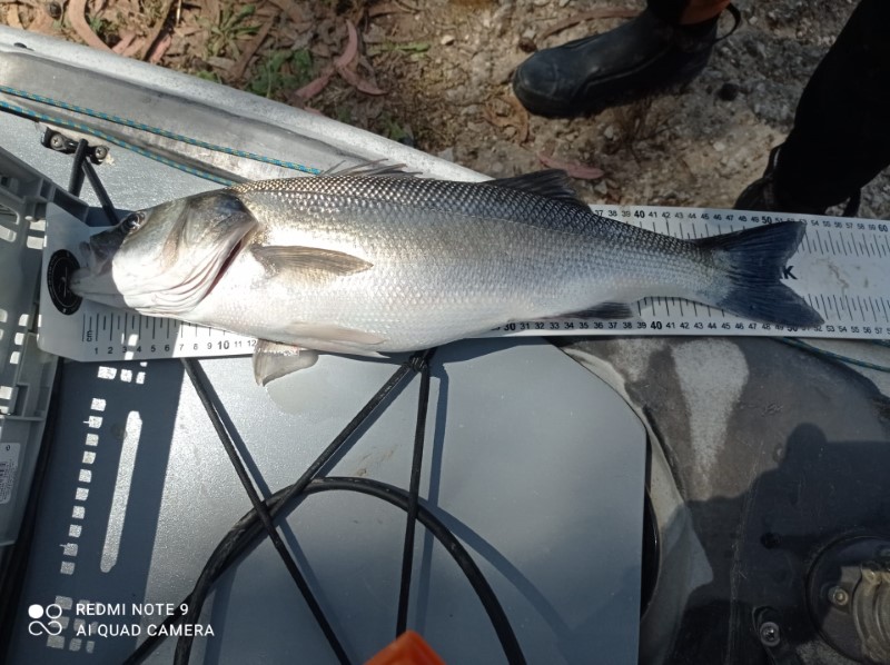 Fish Measure Picture