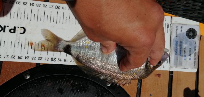 Fish Measure Picture