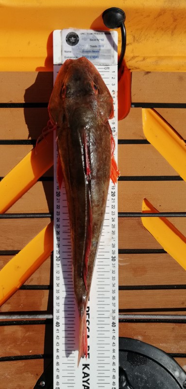 Fish Measure Picture