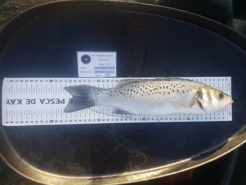 Fish Measure Picture