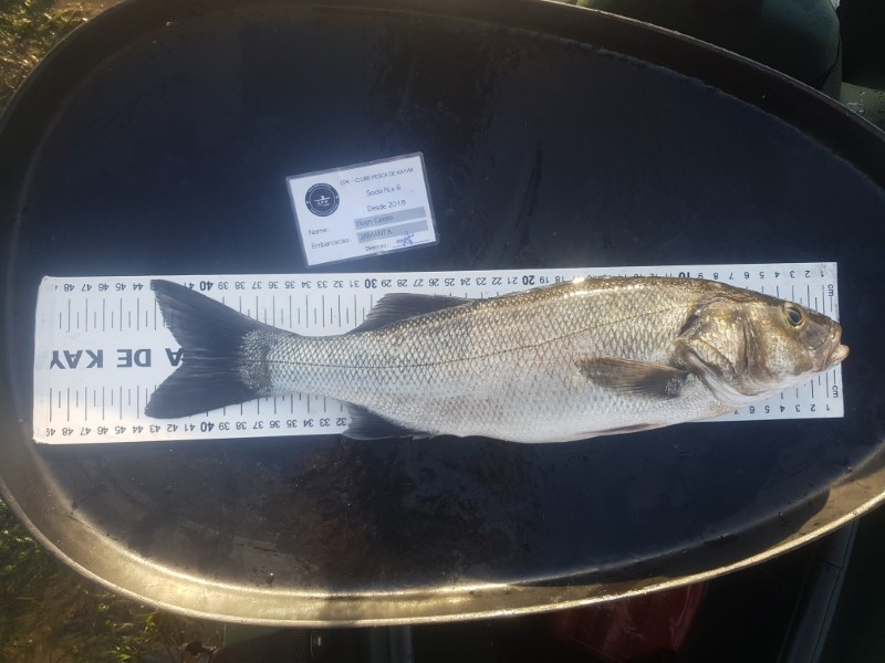 Fish Measure Picture