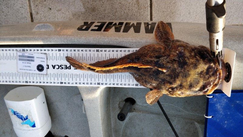 Fish Measure Picture