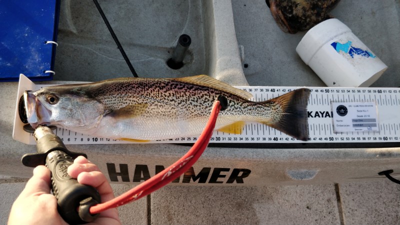 Fish Measure Picture