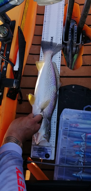 Fish Measure Picture