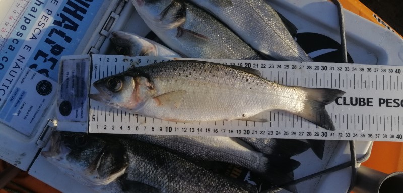 Fish Measure Picture