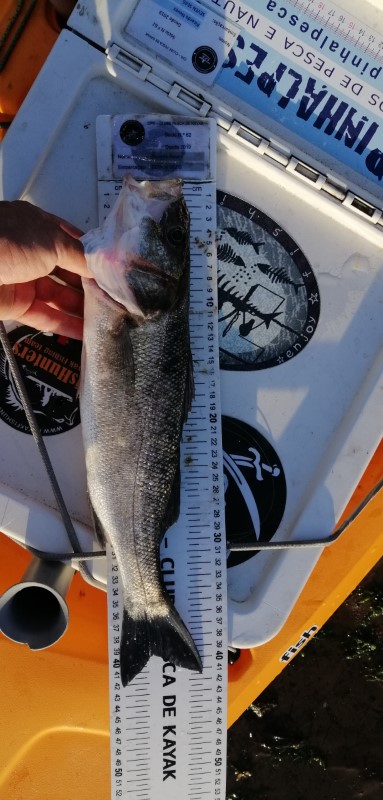 Fish Measure Picture