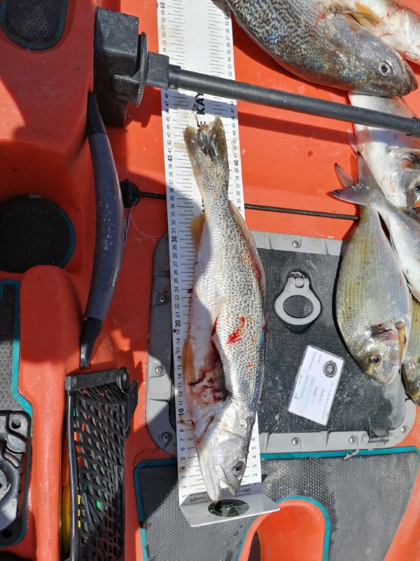 Fish Measure Picture