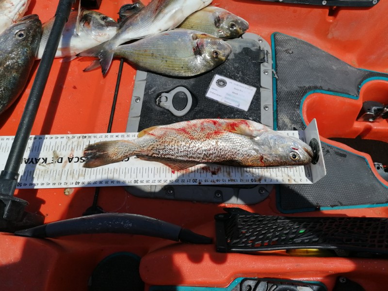 Fish Measure Picture