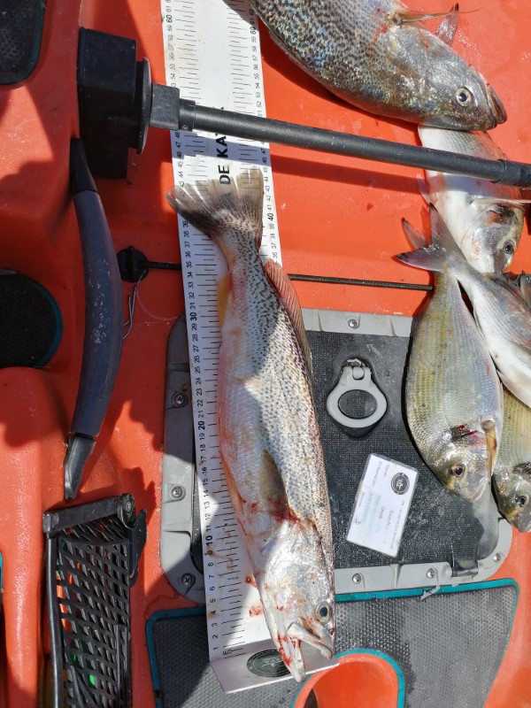 Fish Measure Picture