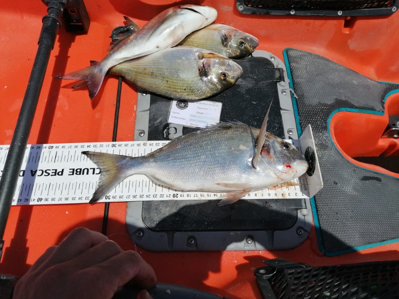 Fish Measure Picture