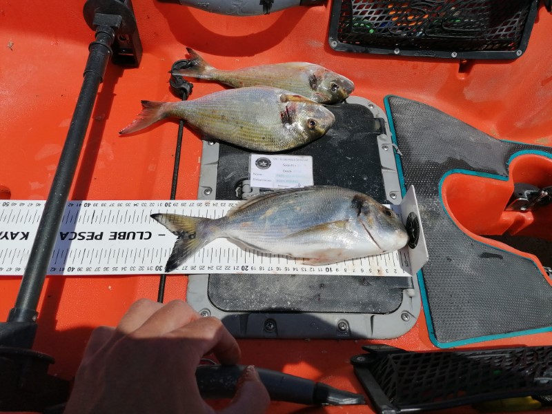 Fish Measure Picture