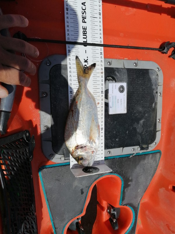 Fish Measure Picture