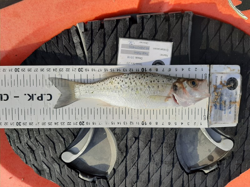 Fish Measure Picture