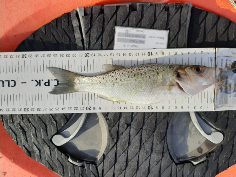 Fish Measure Picture