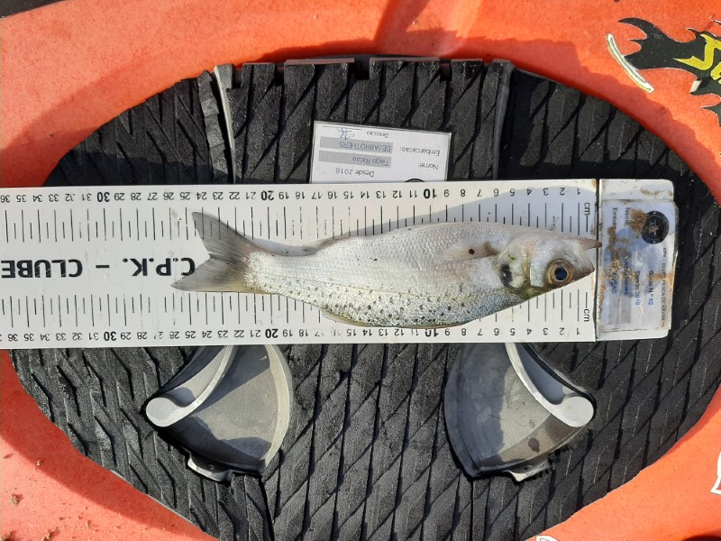 Fish Measure Picture